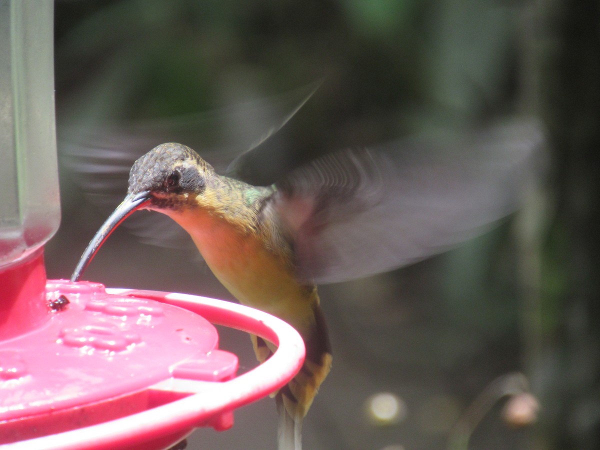 Tawny-bellied Hermit - ML644327738