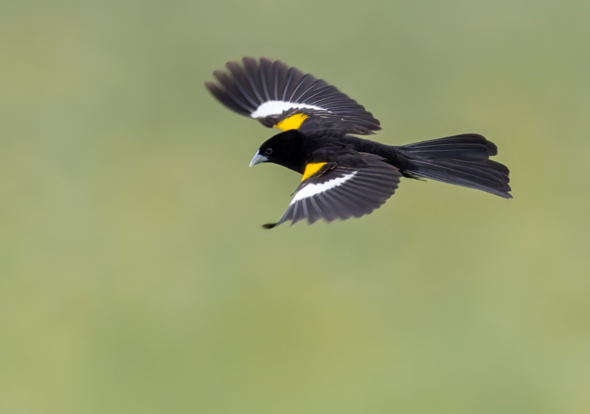 White-winged Widowbird - ML644327739