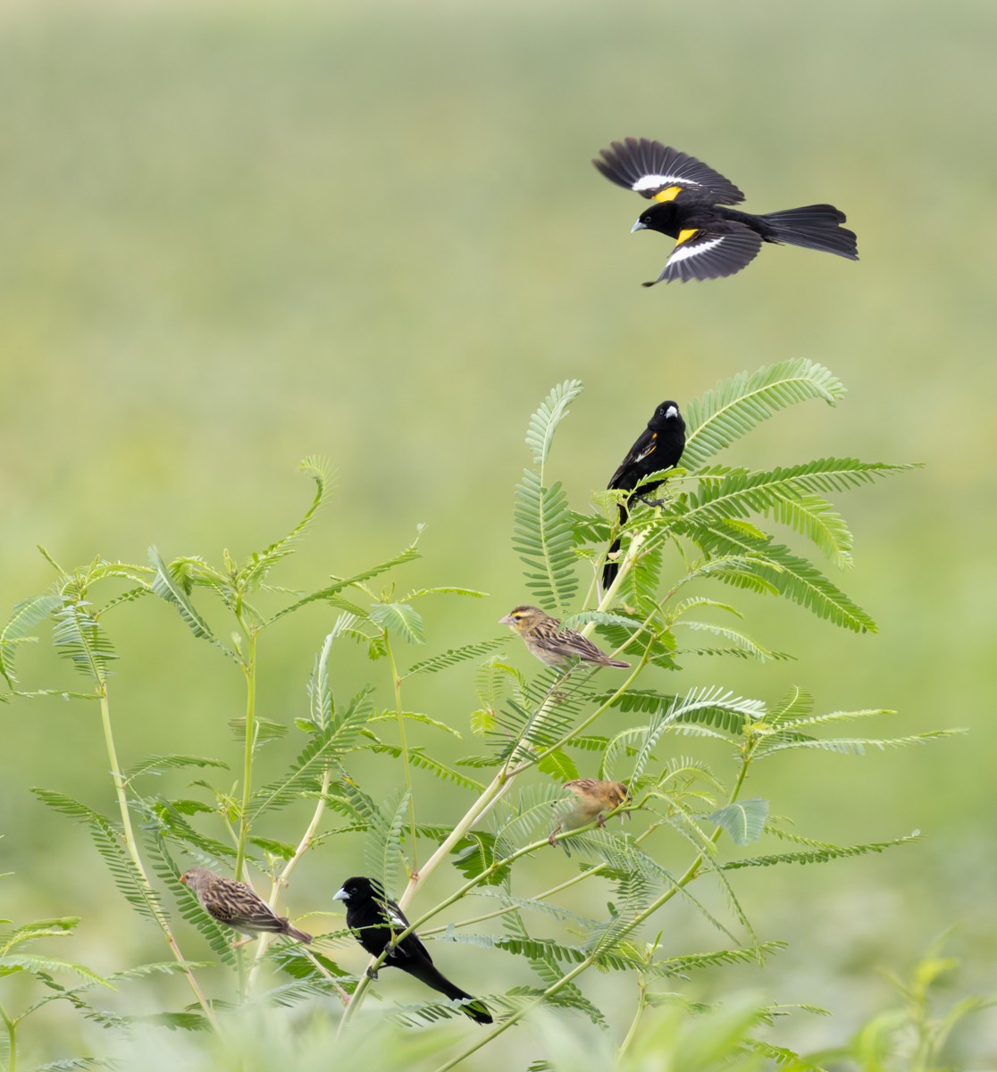 White-winged Widowbird - ML644327740
