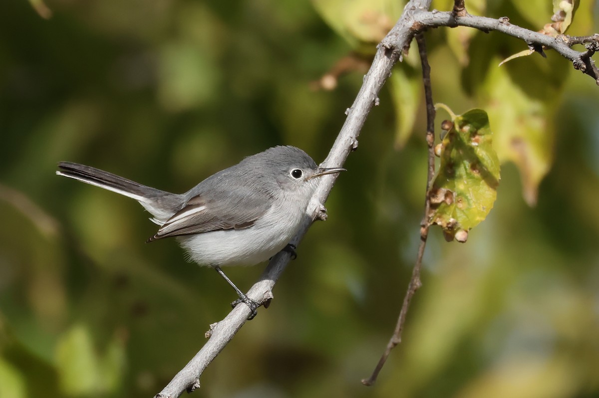 Blue-gray Gnatcatcher - ML644327742