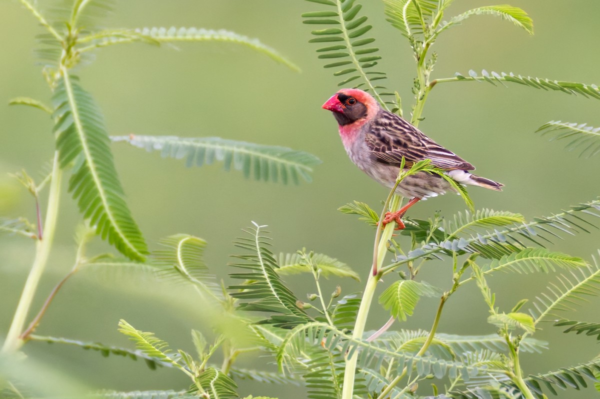 Quelea Común - ML644327743