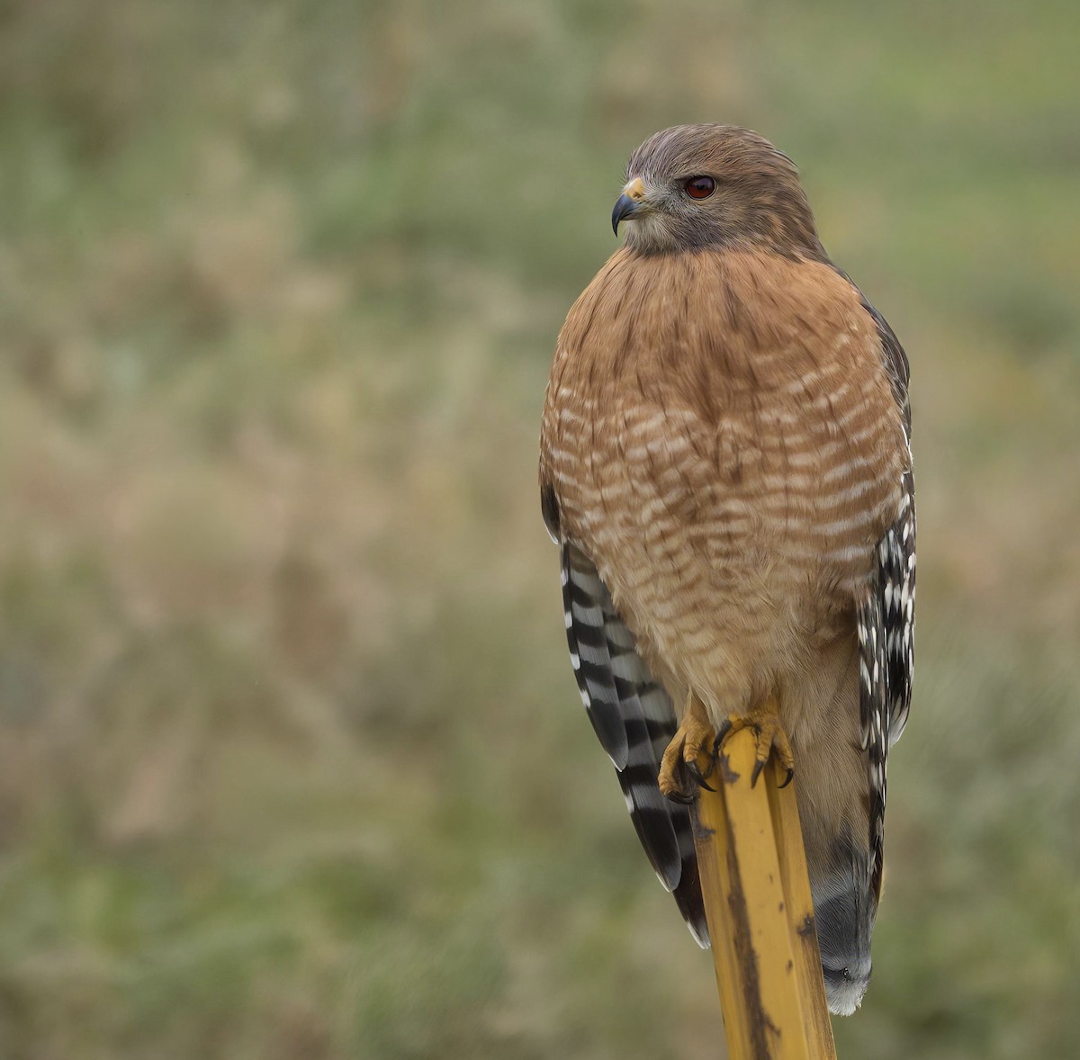 Red-shouldered Hawk - ML644327745