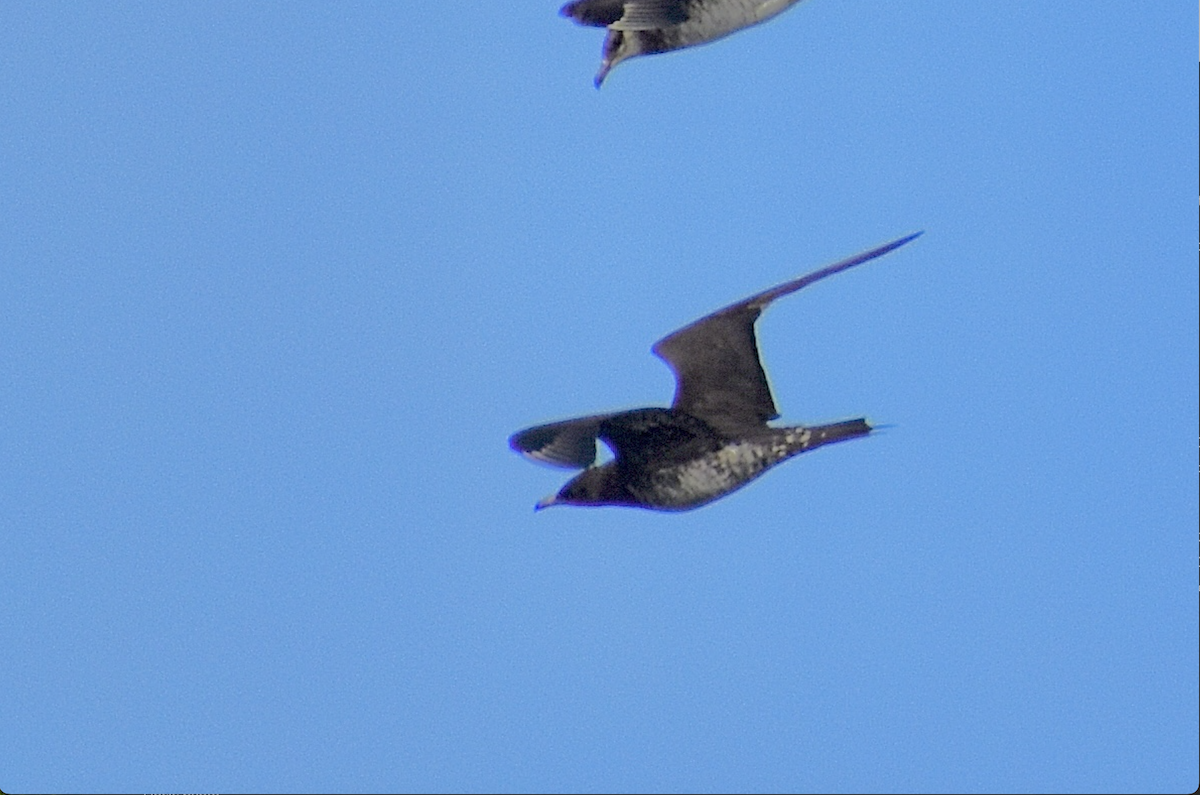 Pomarine Jaeger - ML644327746