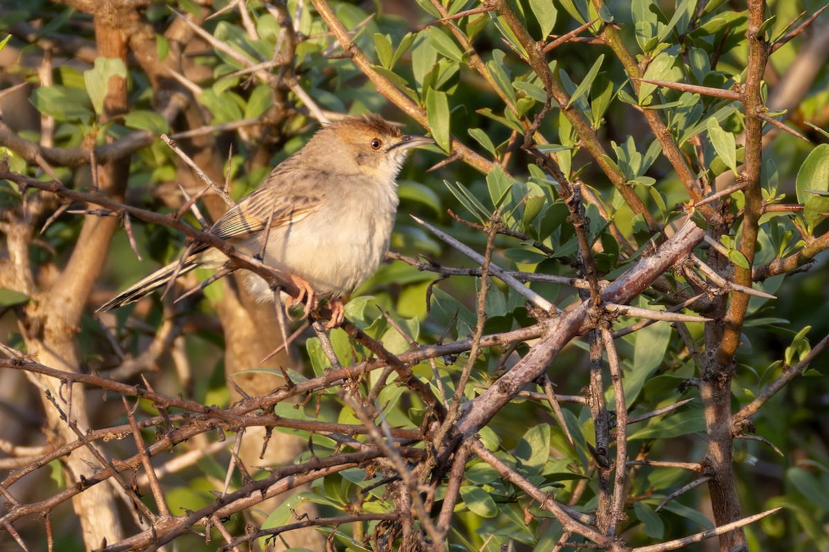 Rattling Cisticola - ML644327749