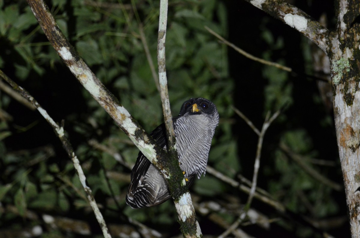 シロクロヒナフクロウ - ML644327755