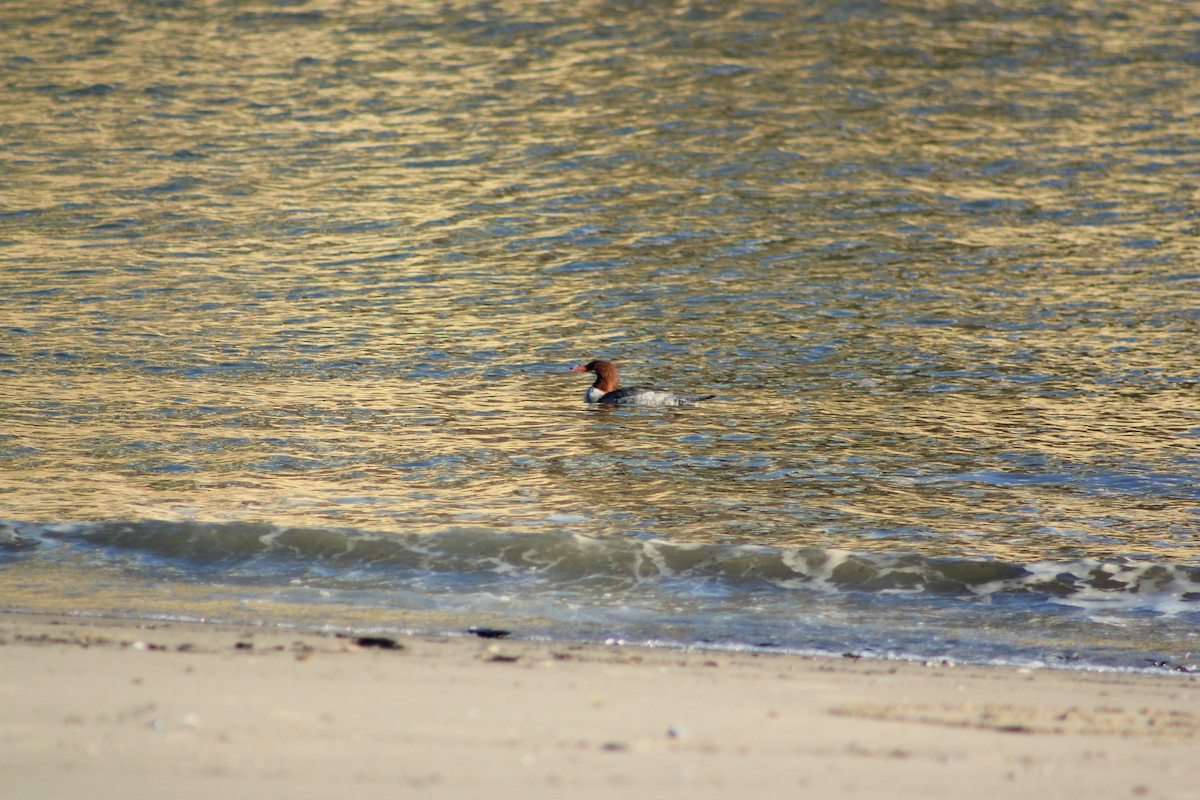 מרגון גדול - ML644327759
