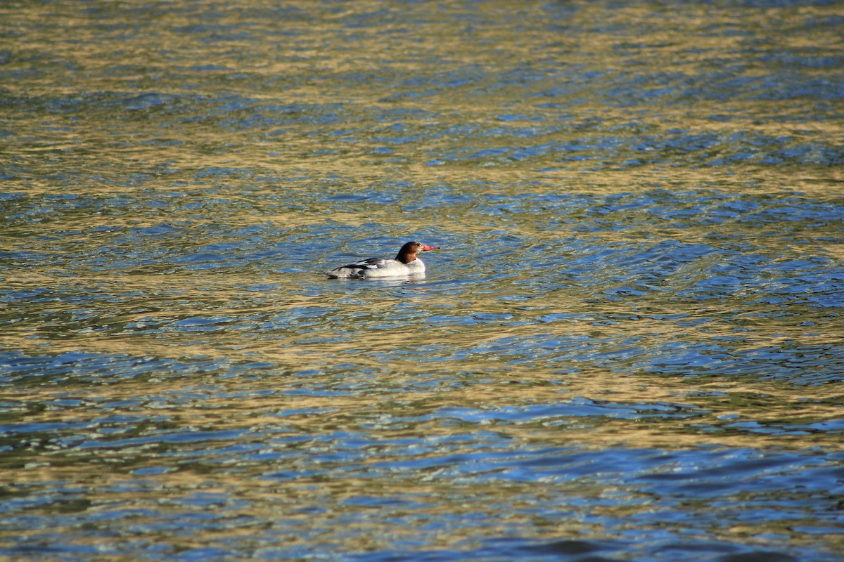 מרגון גדול - ML644327761