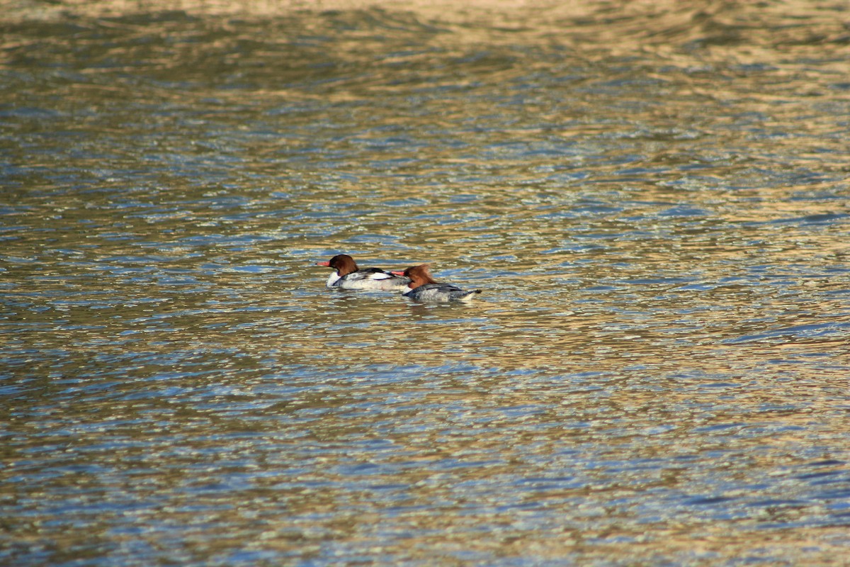 מרגון גדול - ML644327762