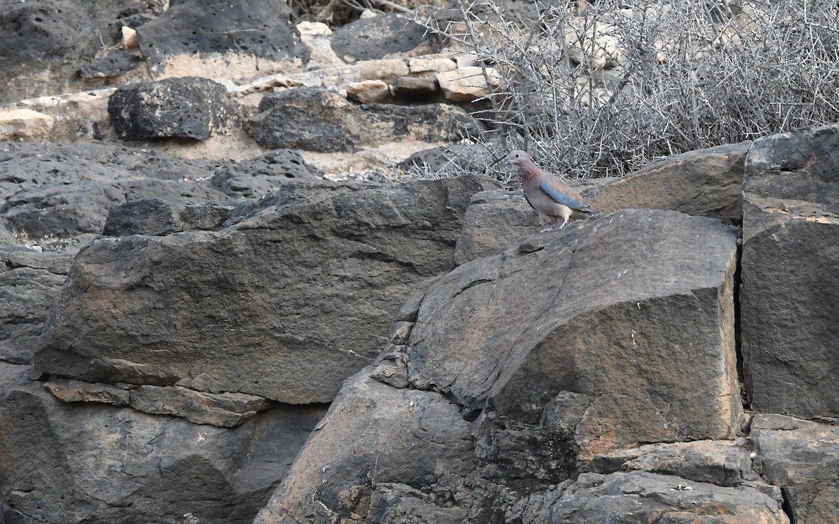 Tortora delle palme - ML644327766