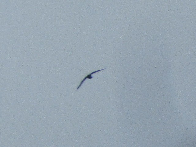 White-collared Swift - ML644327767