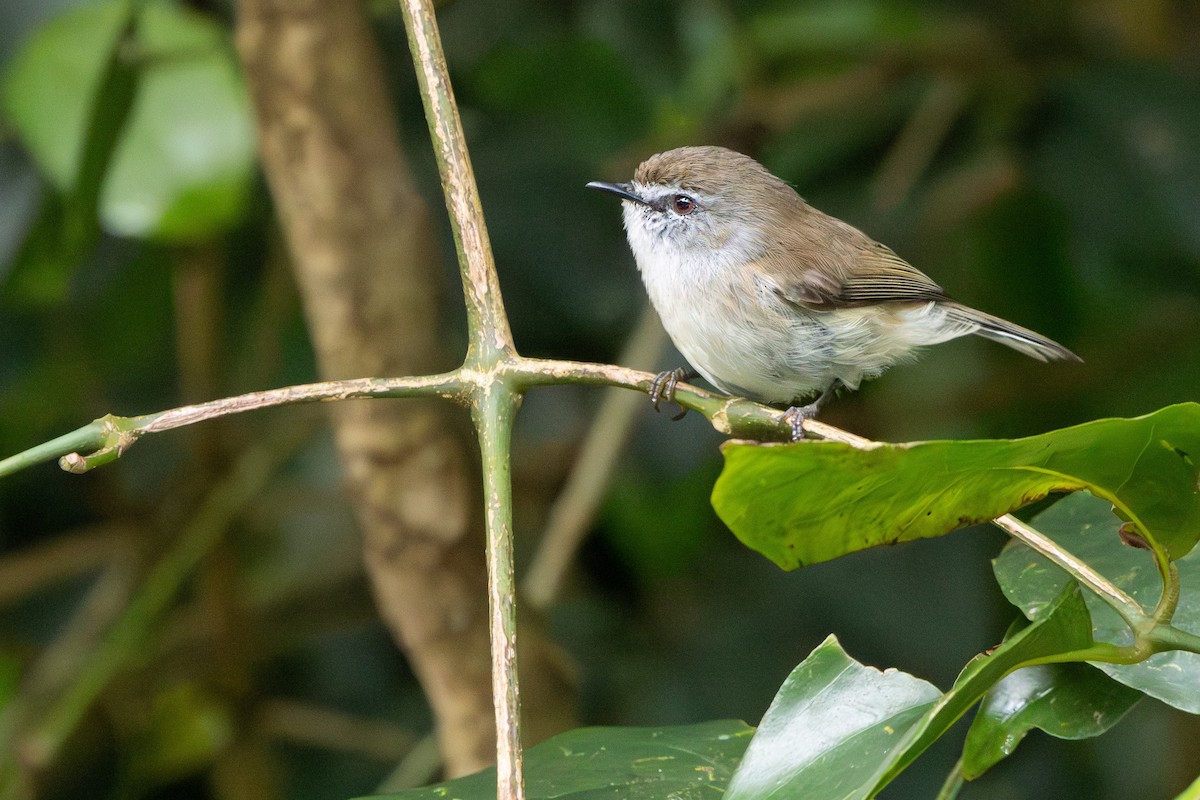Brown Gerygone - ML644327770