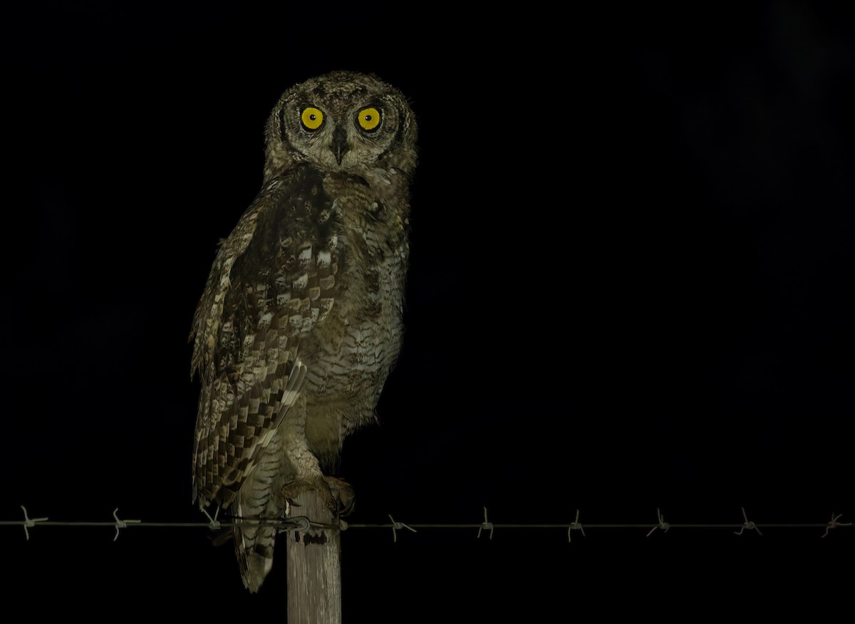 Grand-duc africain - ML644327773