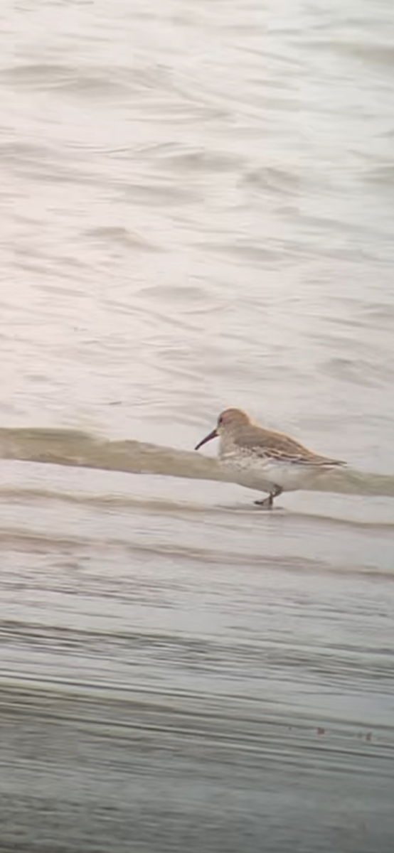 myrsnipe - ML644327775