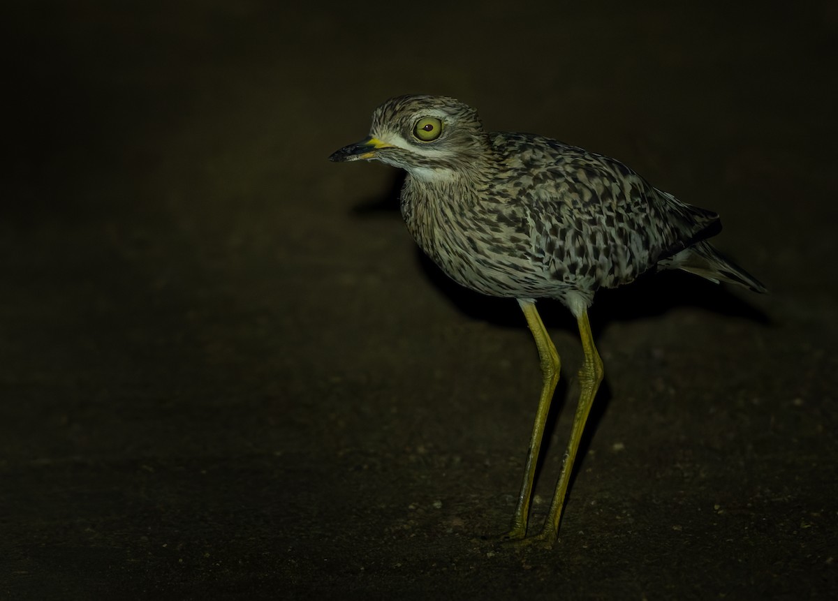 Spotted Thick-knee - ML644327787