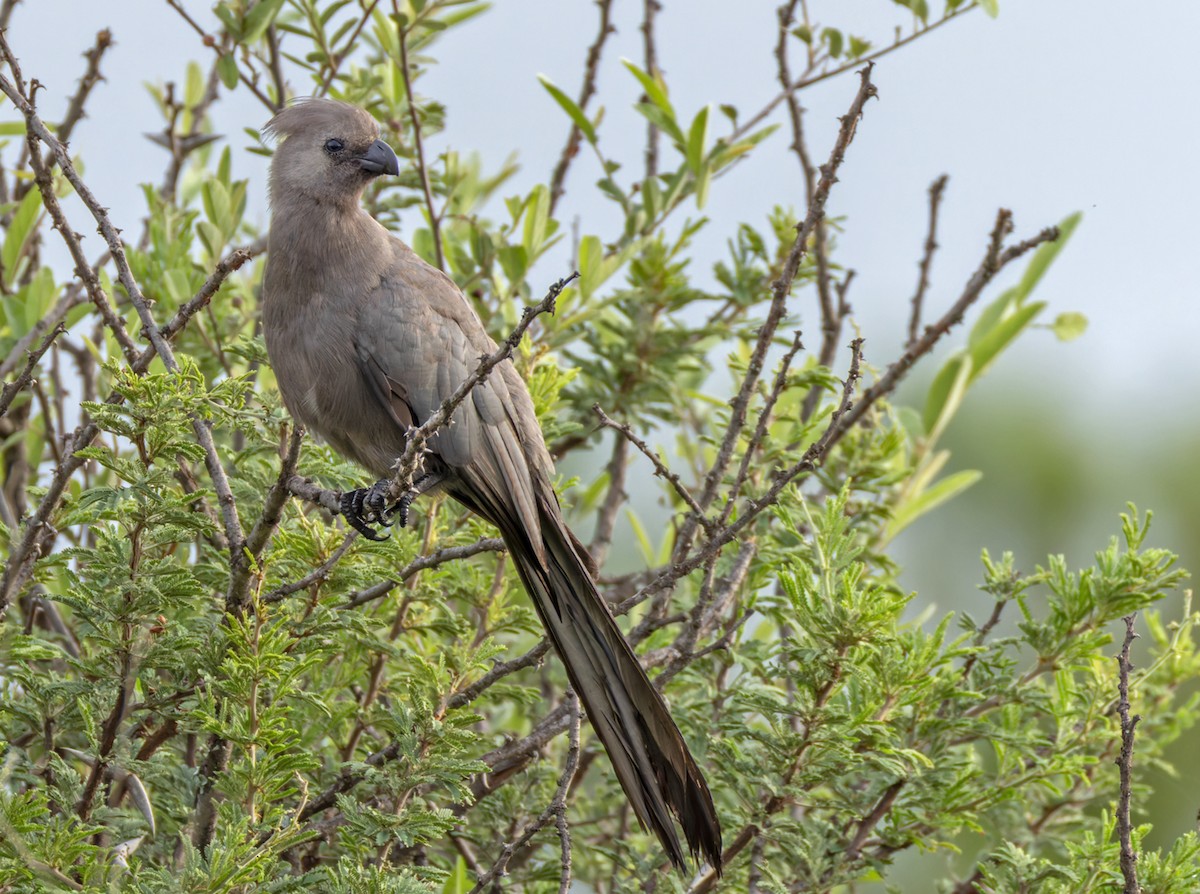 Gray Go-away-bird - ML644327790