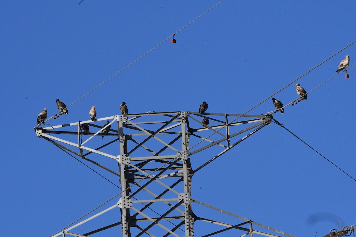 エジプトハゲワシ - ML644327791