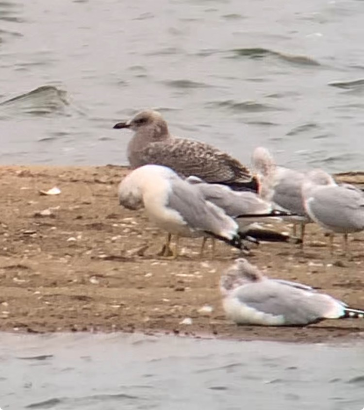 amerikagråmåke - ML644327794