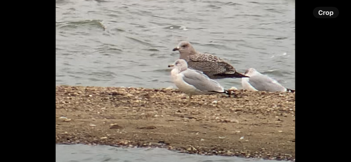 amerikagråmåke - ML644327795