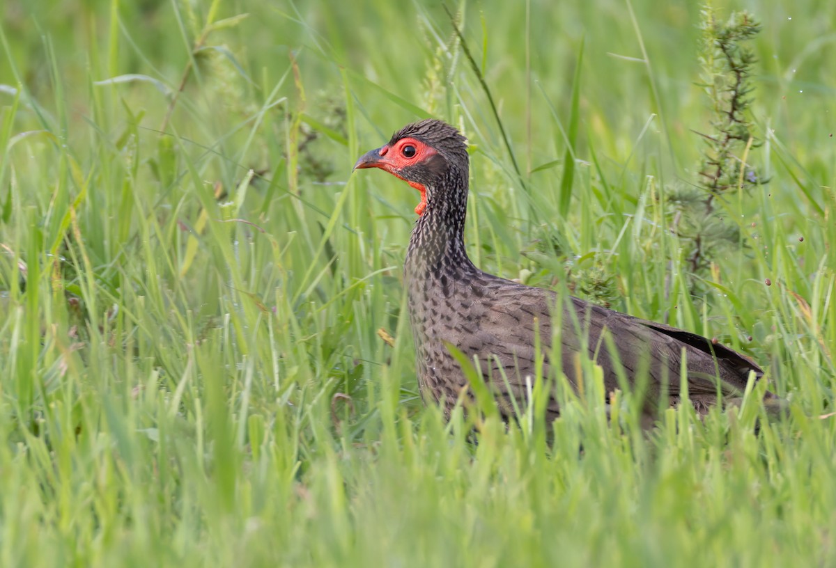 Dere Turacı - ML644327796