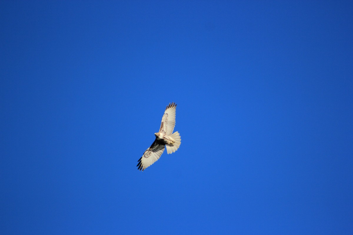 Red-tailed Hawk - ML644327797