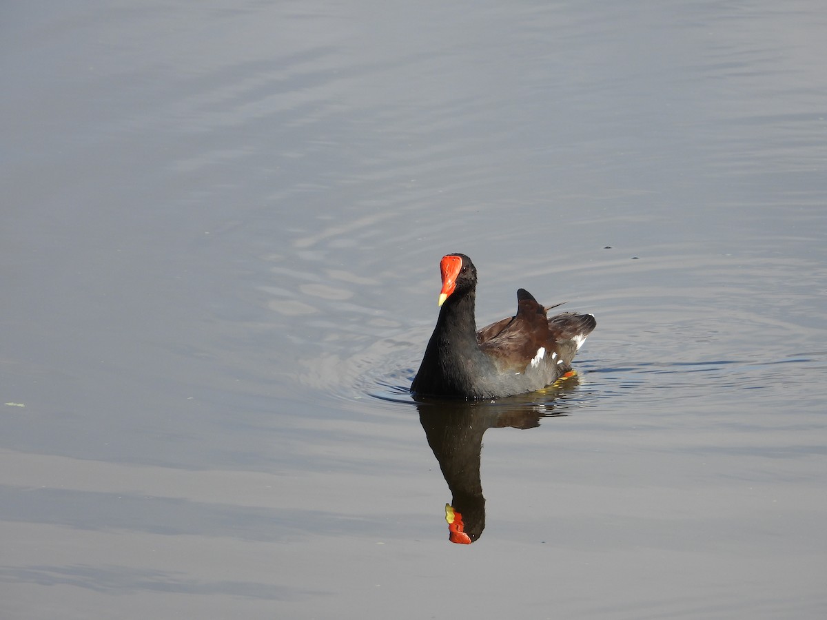 アメリカバン - ML644327804