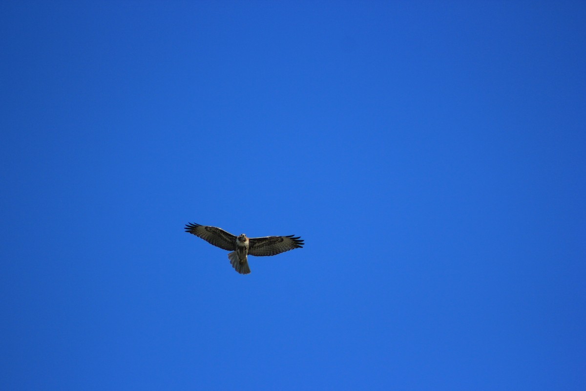 Red-tailed Hawk - ML644327807