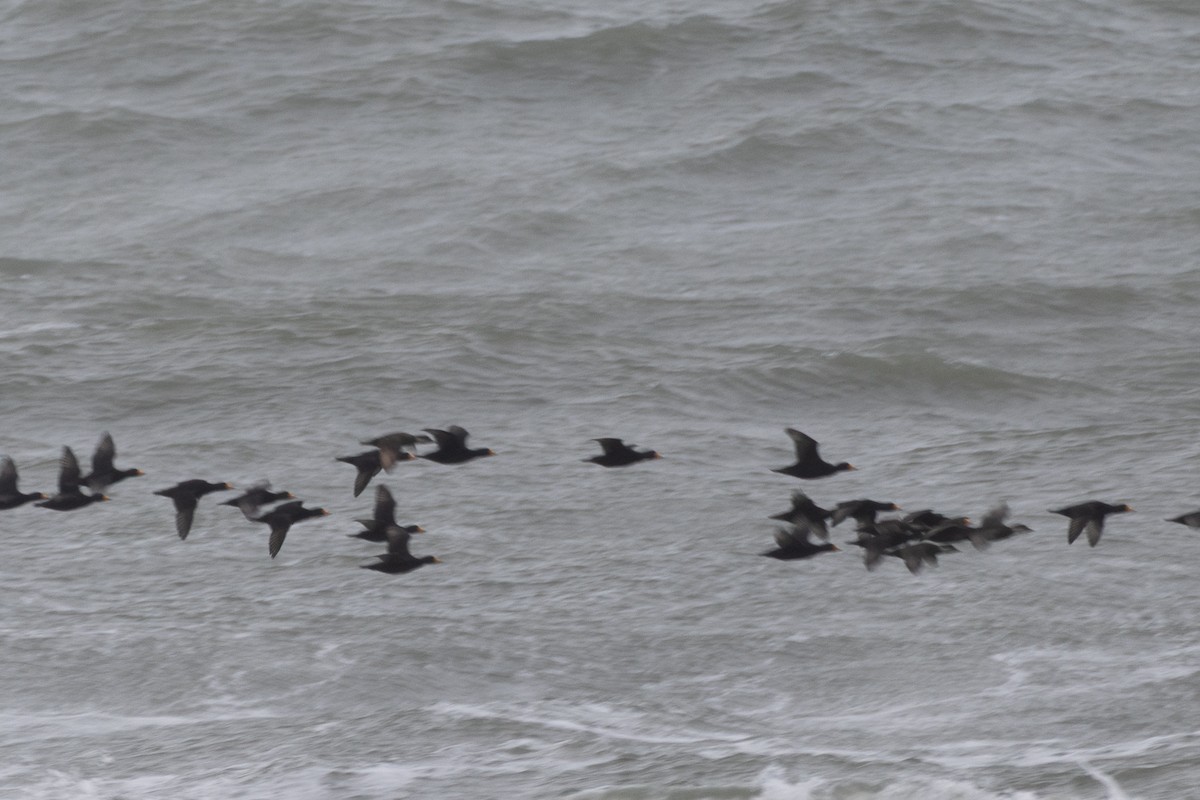 Black Scoter - ML644327809
