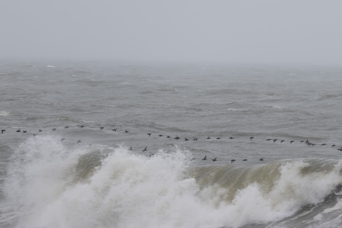 Black Scoter - ML644327810