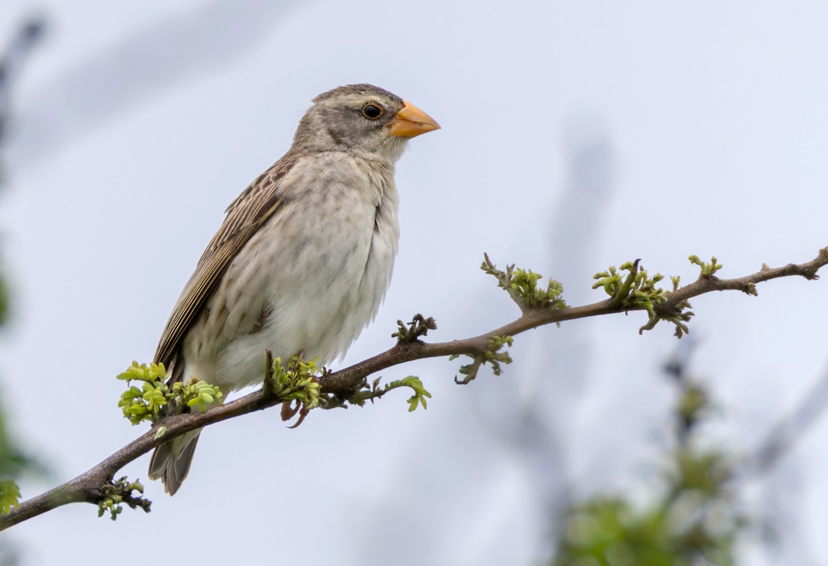 Quelea Común - ML644327811