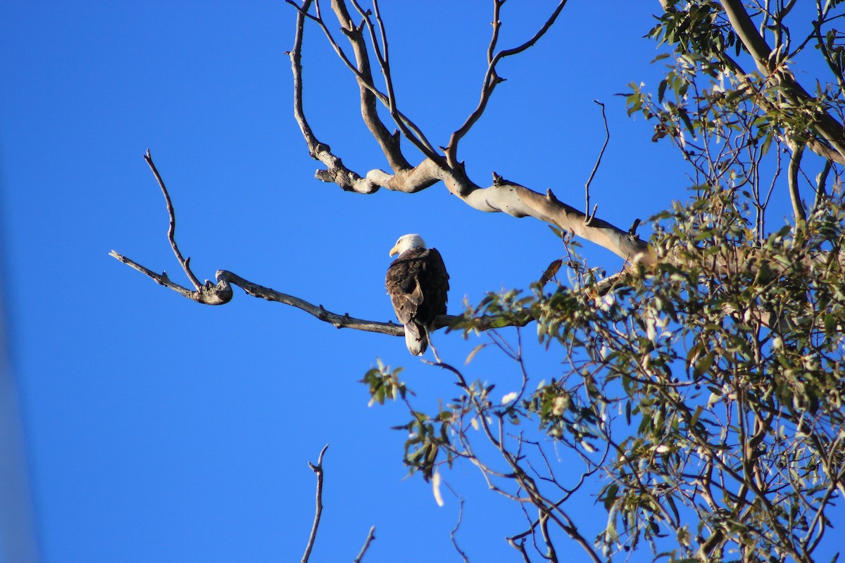 עיטם לבן-ראש - ML644327816