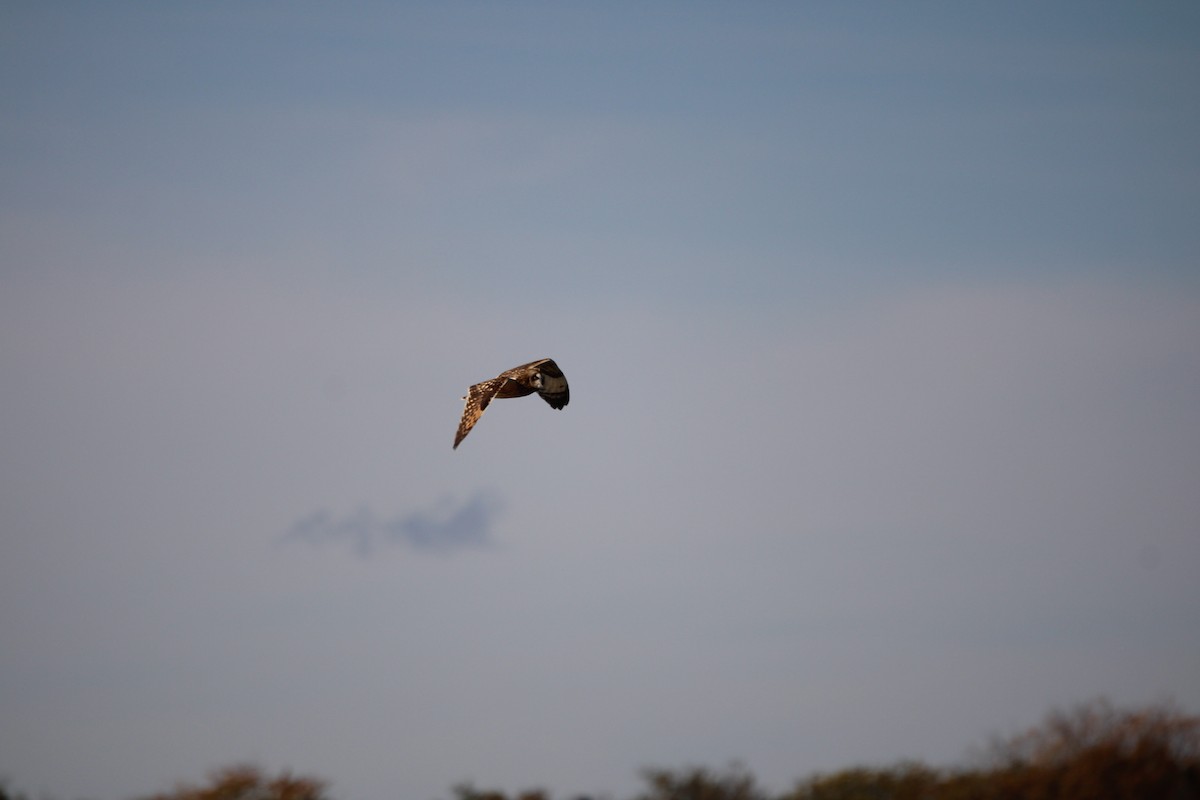 Zingira-hontza - ML644327829