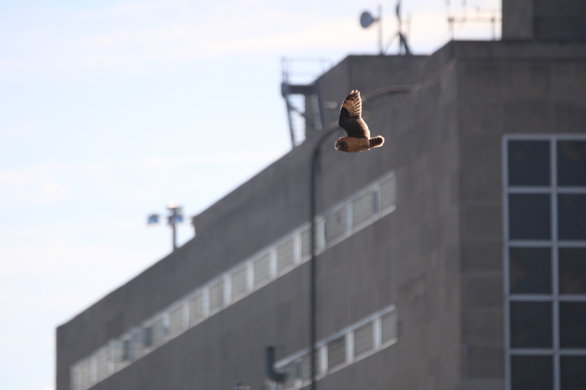 Zingira-hontza - ML644327830