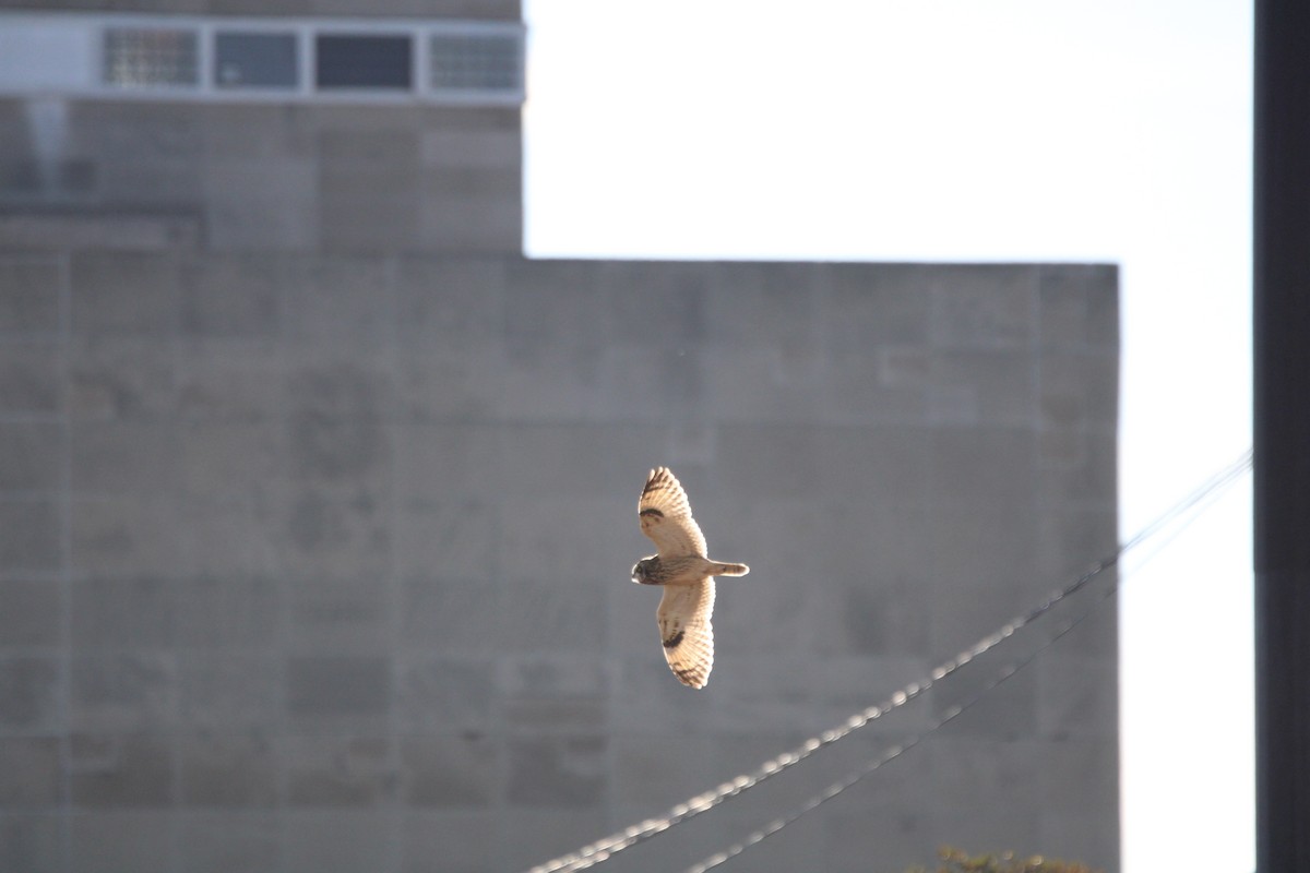 Zingira-hontza - ML644327831