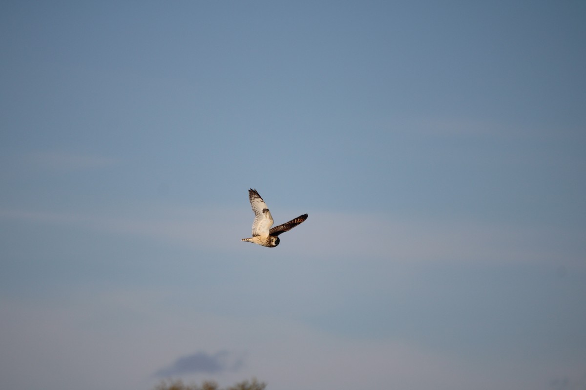 Zingira-hontza - ML644327832