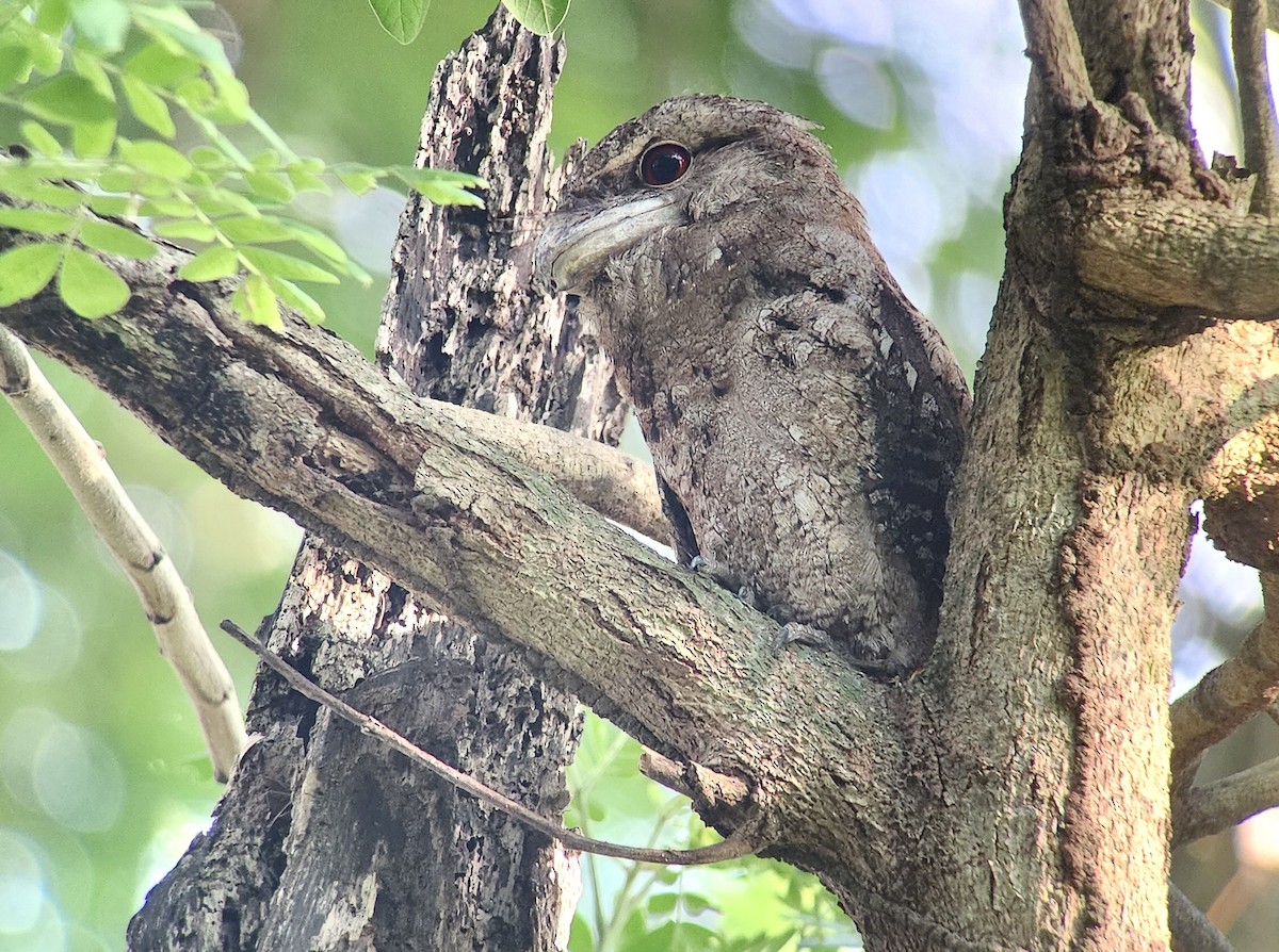 Papuaschwalm - ML644327835