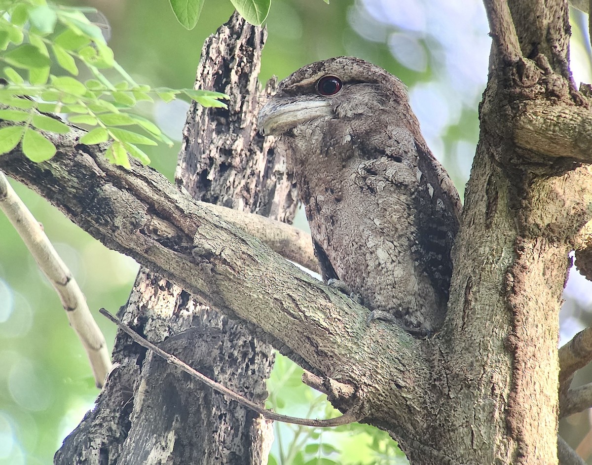 Papuaschwalm - ML644327838