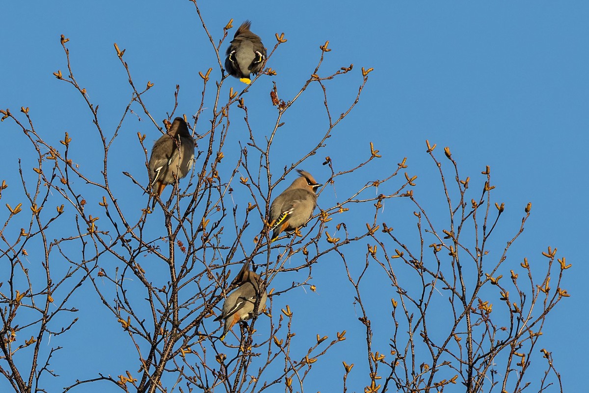 Buztanori boreala - ML644327840