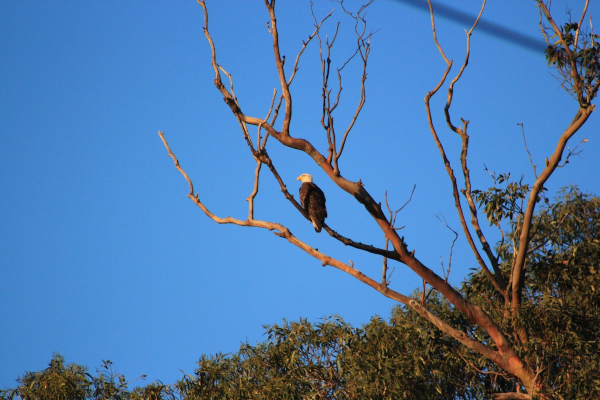 עיטם לבן-ראש - ML644327841