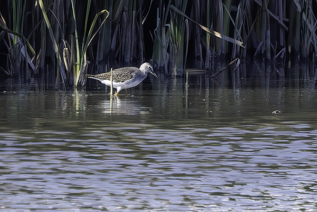 Greater Yellowlegs - ML644327858