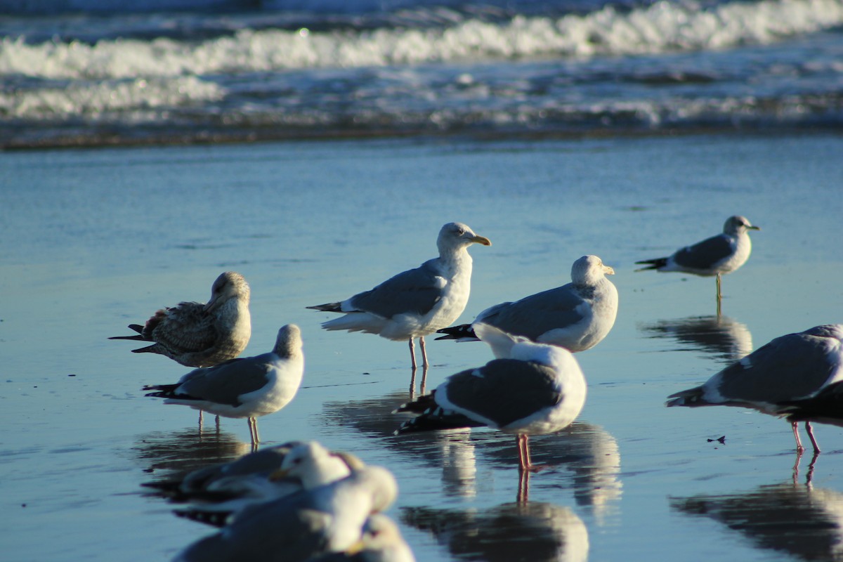 שחף מערבי - ML644327860