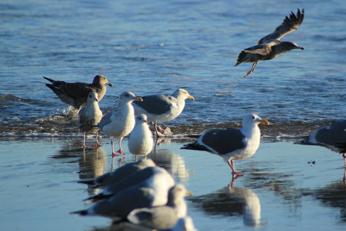 שחף מערבי - ML644327861