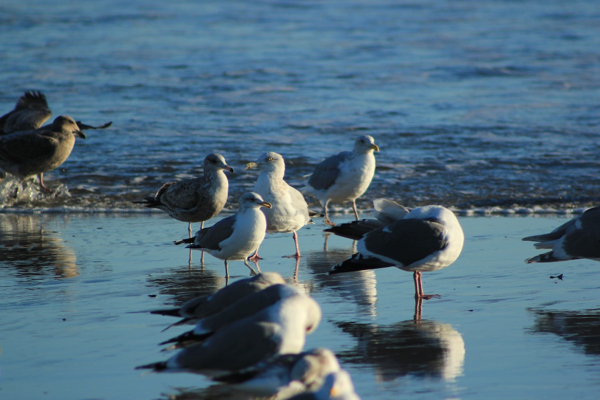 שחף מערבי - ML644327862