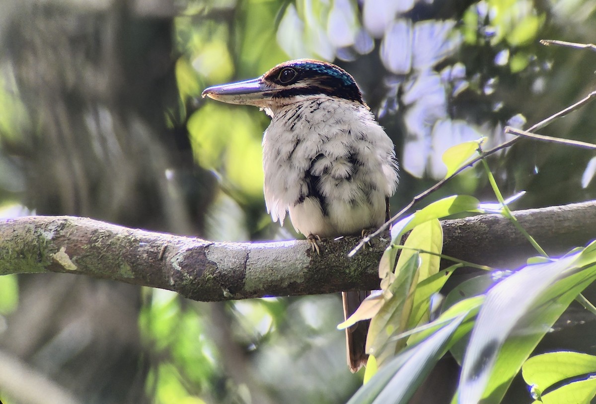 Hook-billed Kingfisher - ML644327864