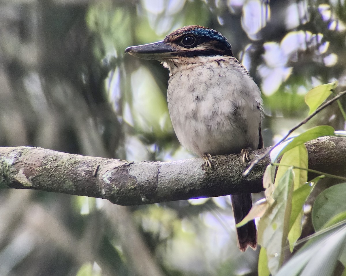 Hook-billed Kingfisher - ML644327867
