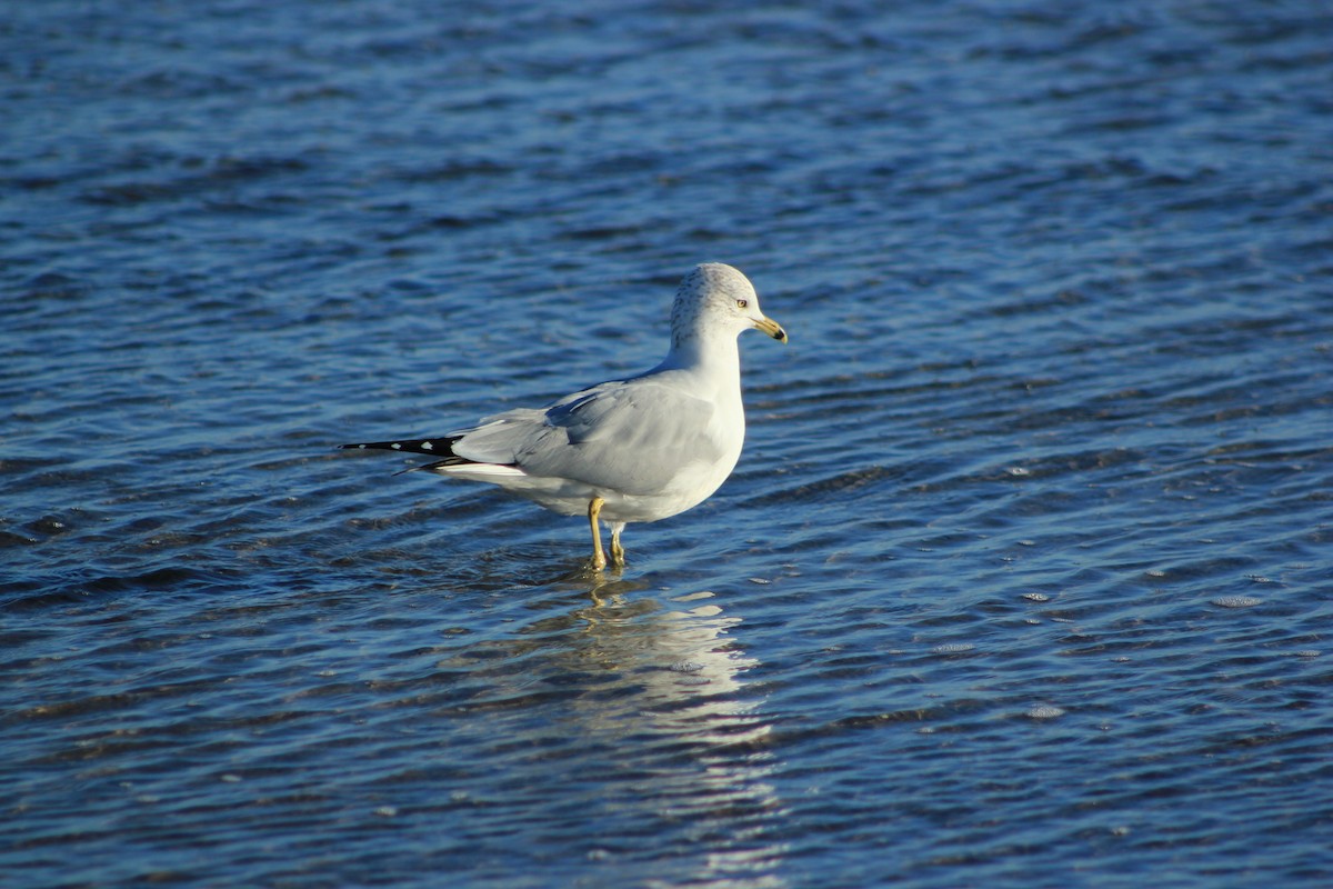 שחף עקוד-מקור - ML644327879