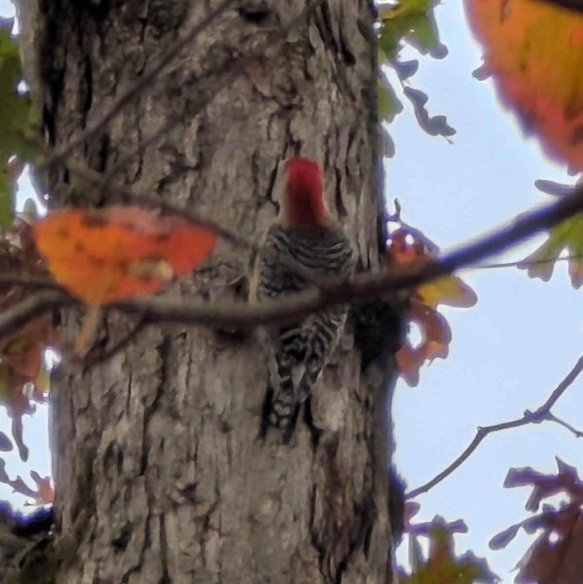 Red-bellied Woodpecker - ML644327896