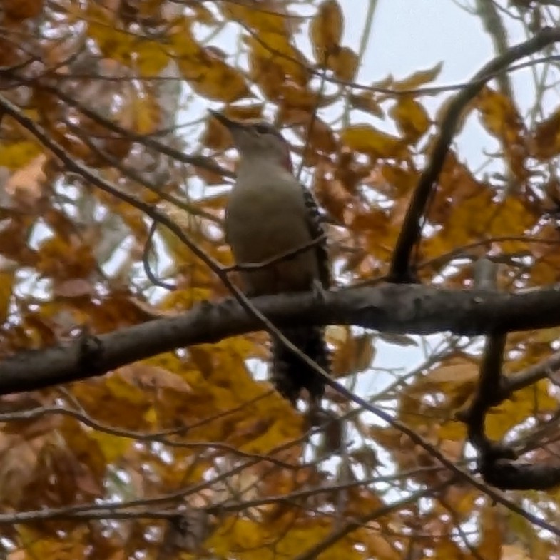 Red-bellied Woodpecker - ML644327897