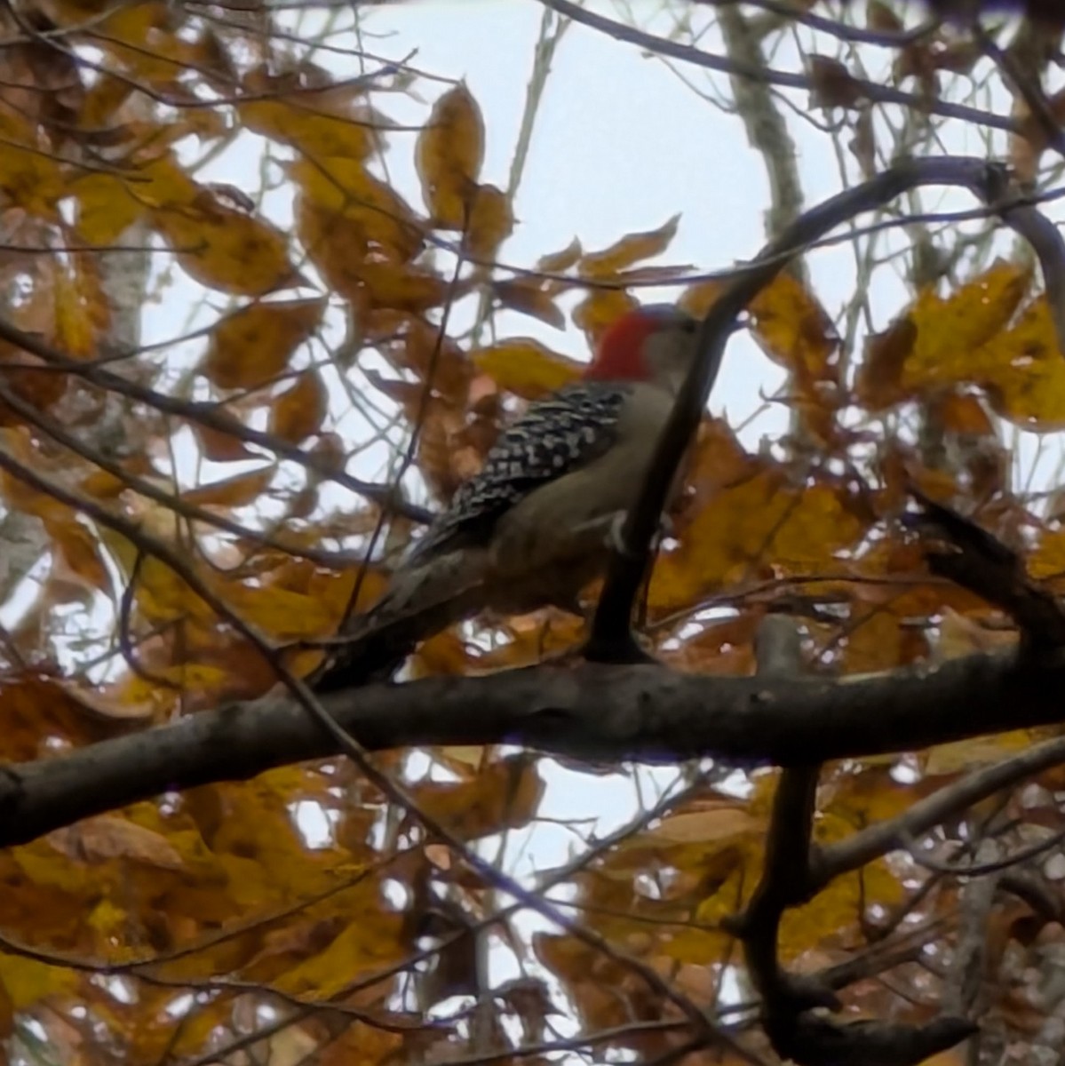 Red-bellied Woodpecker - ML644327898