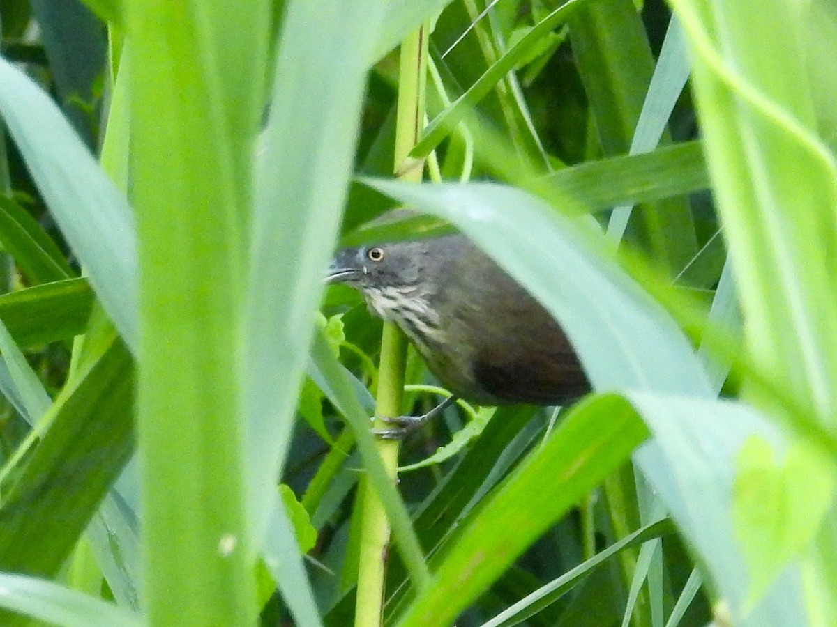 Bold-striped Tit-Babbler - ML644327916
