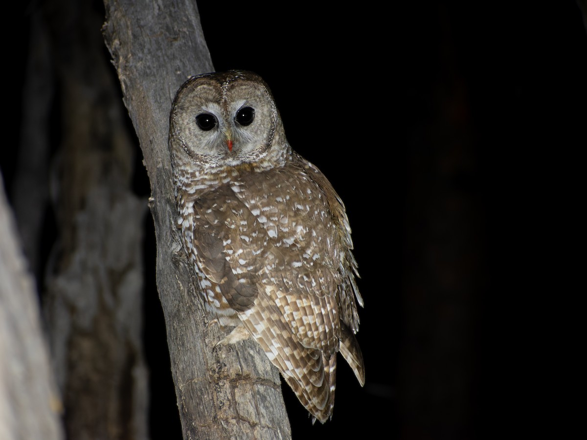 Chouette tachetée (lucida) - ML644327920